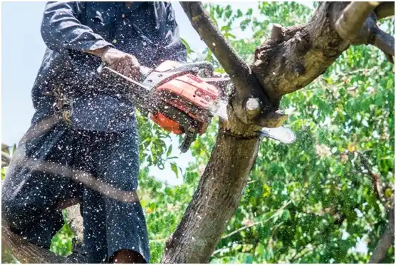 tree services Feasterville